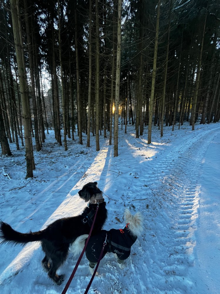 Hundetreffen-Spaziergänge an der Leine-Profilbild