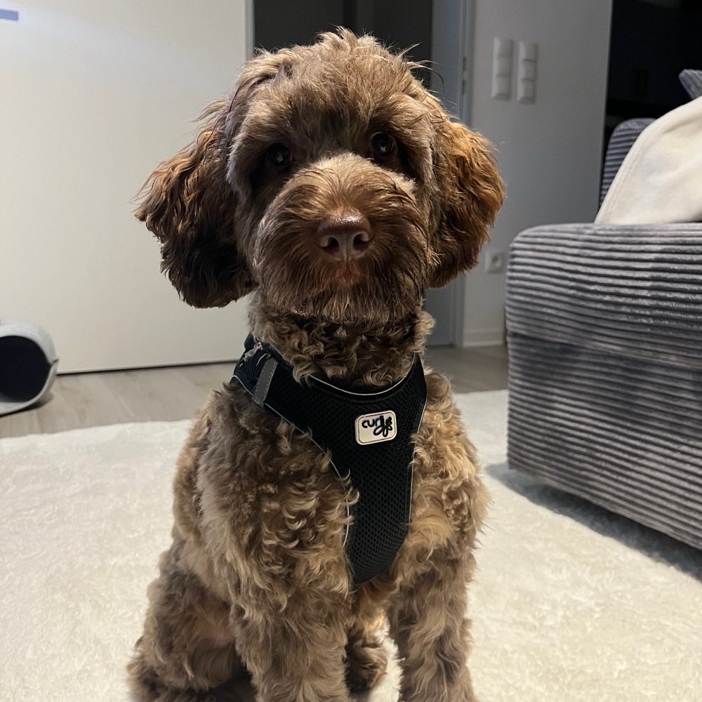 Hundetreffen-Spieltreffen-Profilbild