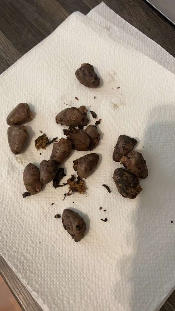 Giftköder-Giftköder-Profilbild