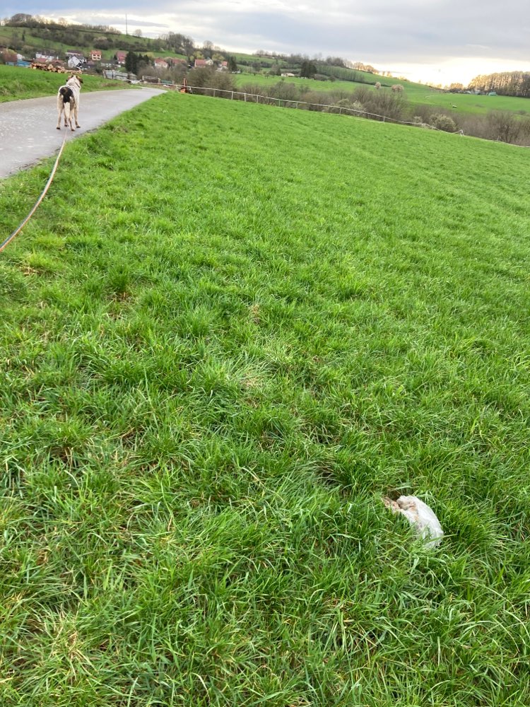 Giftköder-Möglicher Giftköder-Profilbild