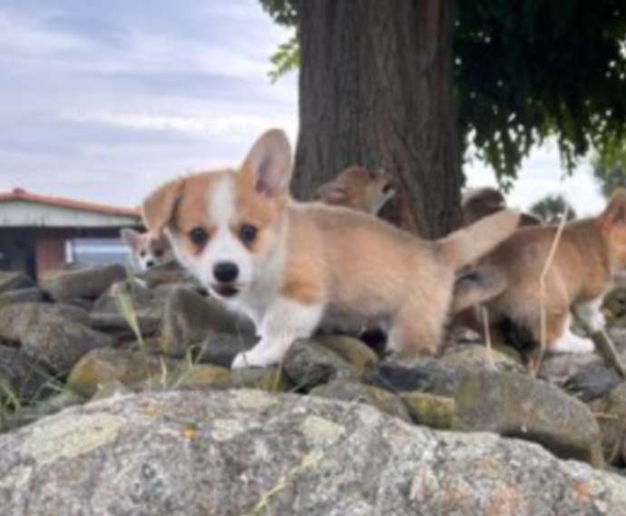 Hundetreffen-Corgitreffen / Welpentreffen-Profilbild