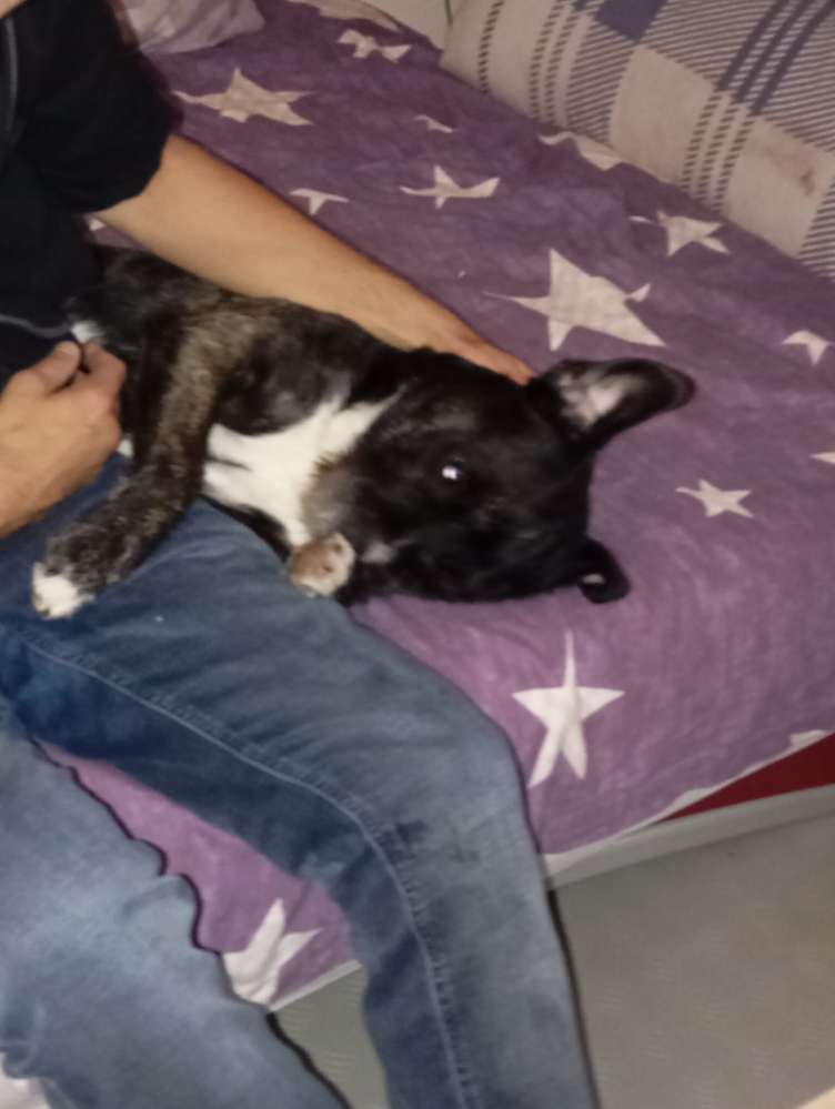 Hundetreffen-Treffen und Gassi gehen-Profilbild