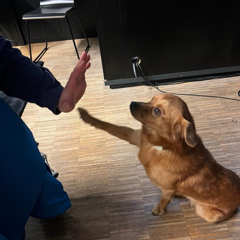 Hundetreffen-Gassirunde-Profilbild