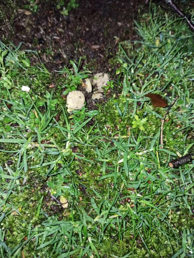 Giftköder-Runde gelbe Leckerlies, Giftköder?!-Profilbild