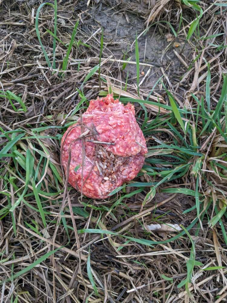 Giftköder-Giftköder-Profilbild