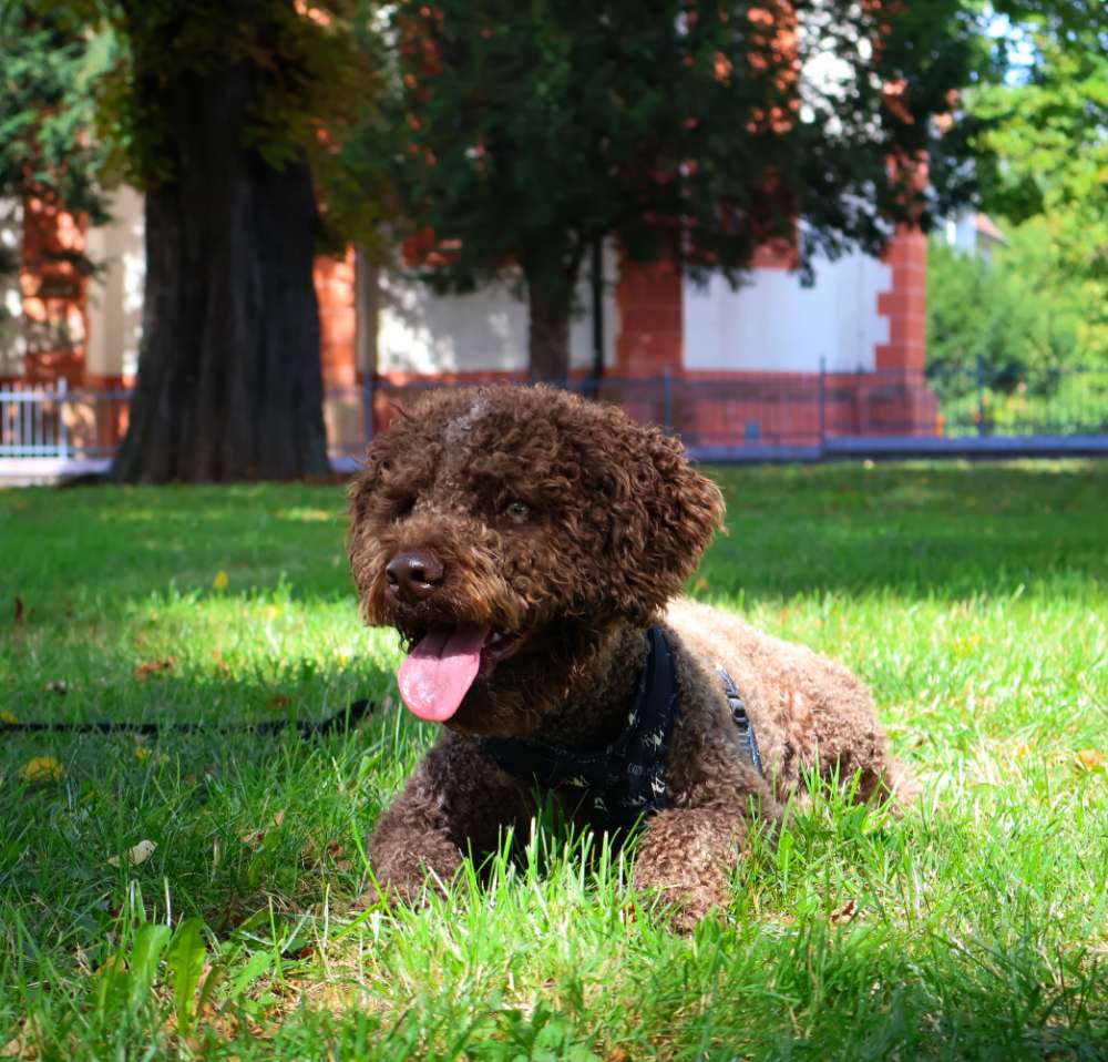 Hundetreffen-Fotoshooting GRATIS-Profilbild