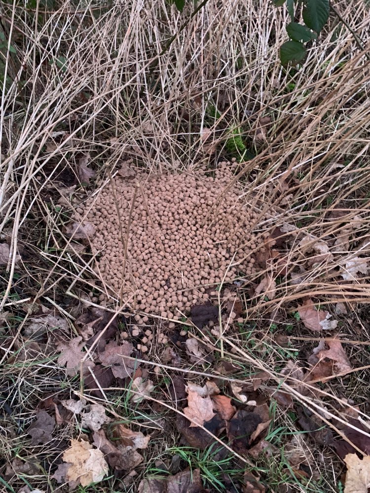 Giftköder-Verstreutes Hundefutter Achtung-Profilbild