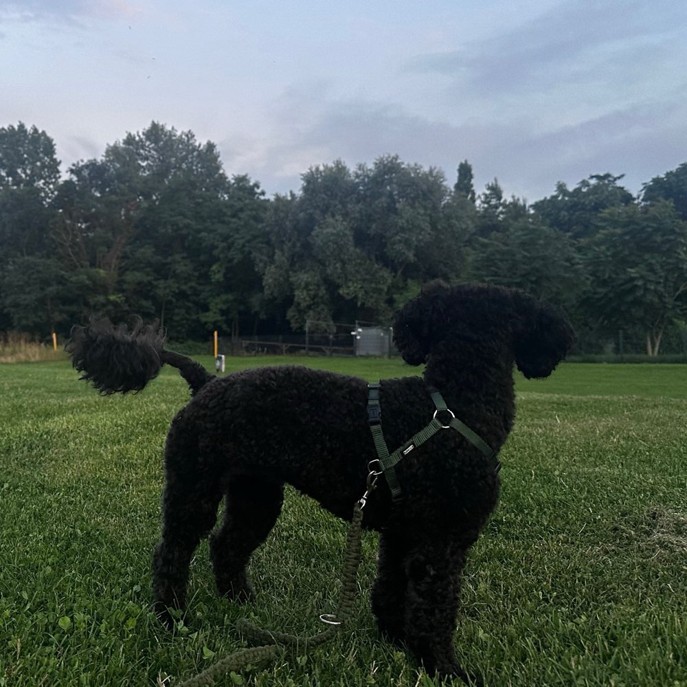 Hundetreffen-gemeinsame Gassi Runde-Profilbild
