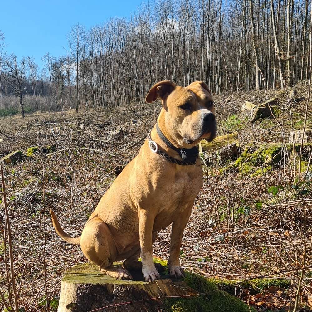 Hundetreffen-Spaziergänge-Profilbild