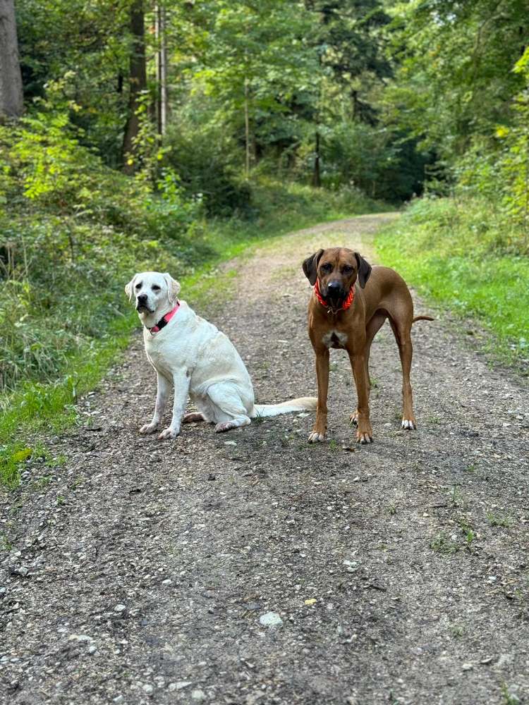 Hundetreffen-Gassirunde in Freystadt-Profilbild
