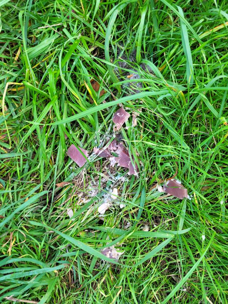 Giftköder-Vielleicht Giftköder-Profilbild