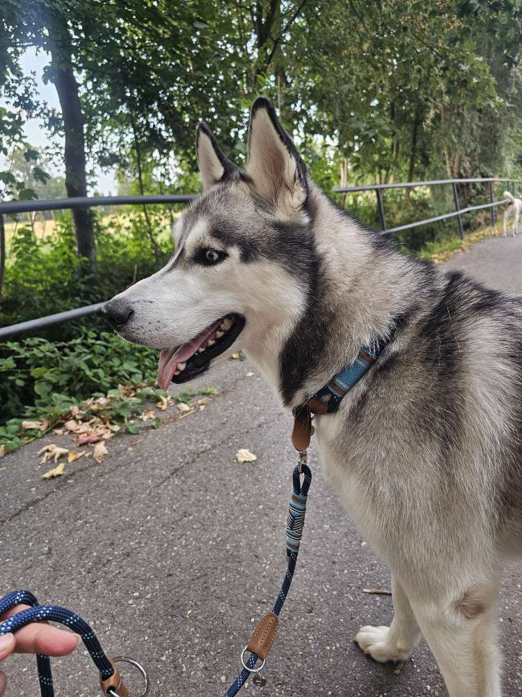 Hundetreffen-Gassirunde für Große Hunde-Profilbild