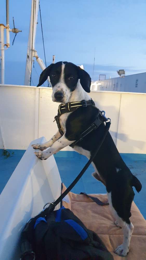 Hundetreffen-Unser Rudi sucht einen Spielfreund am besten in abgezeunten Gebiet oder Garten :)-Profilbild