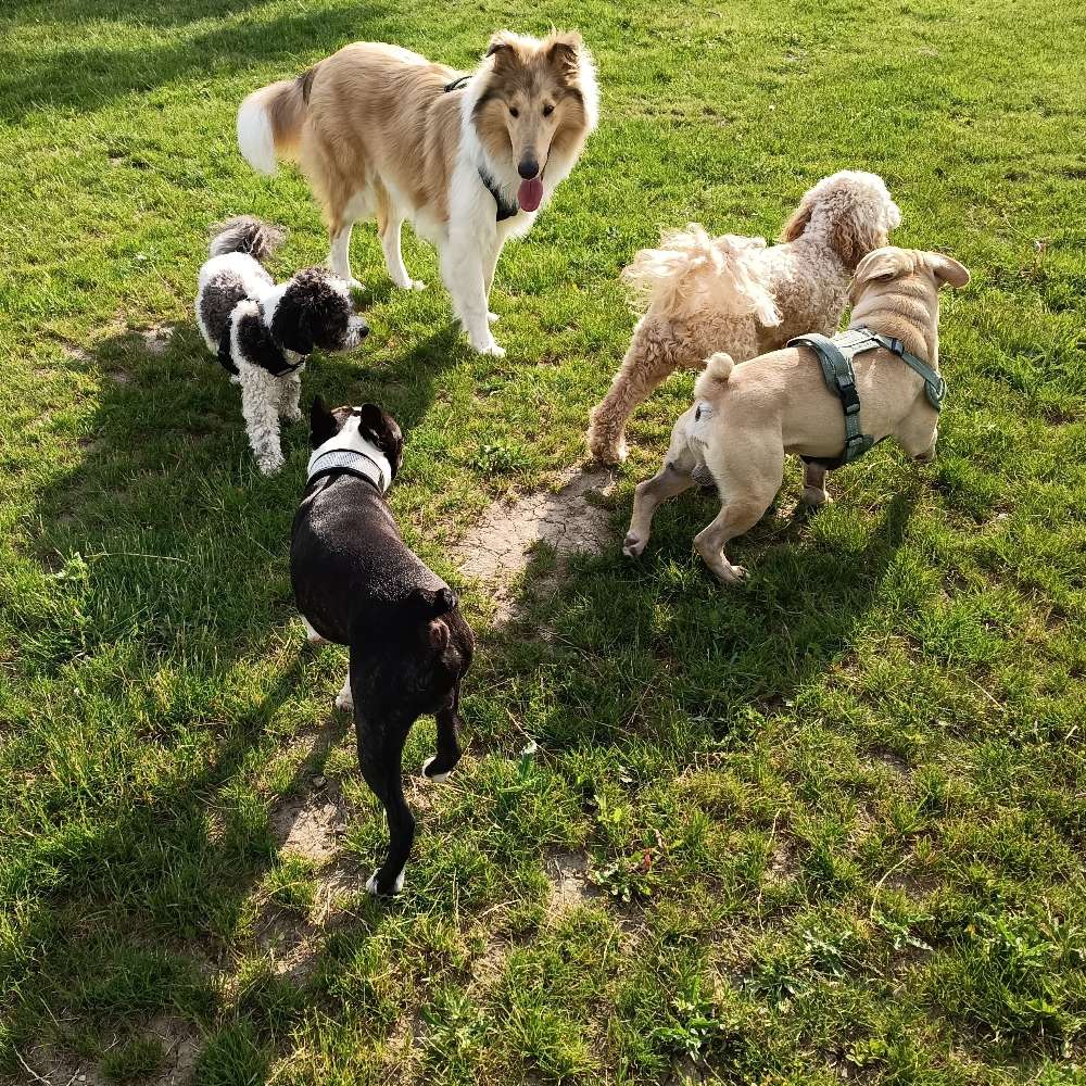 Hundetreffen-Spielrunde kleine Hunde/ 4Pfotentreff Brandis/Beucha-Profilbild