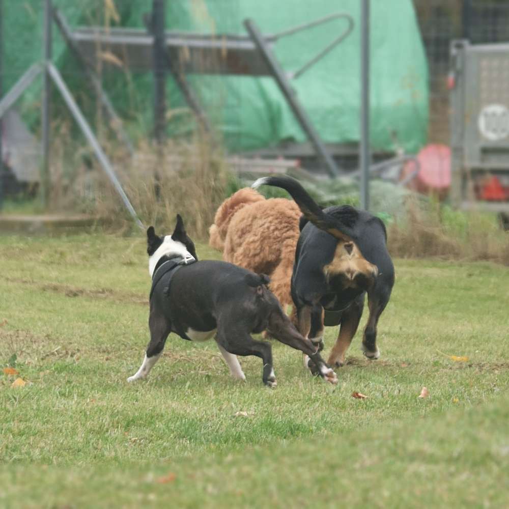 Hundetreffen-Spielrunde kleine Hunde/ 4Pfotentreff Brandis/Beucha-Profilbild