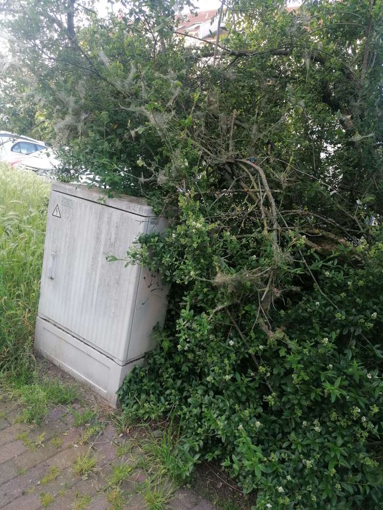 Giftköder-Eichenprozessionsspinner Saarlandstraße-Profilbild