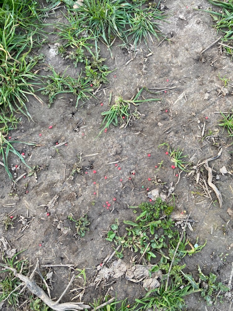 Giftköder-Giftköder/ verstreutes Gift-Profilbild