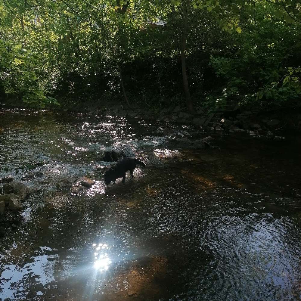 Hundetreffen-Junghundetreffen-Profilbild