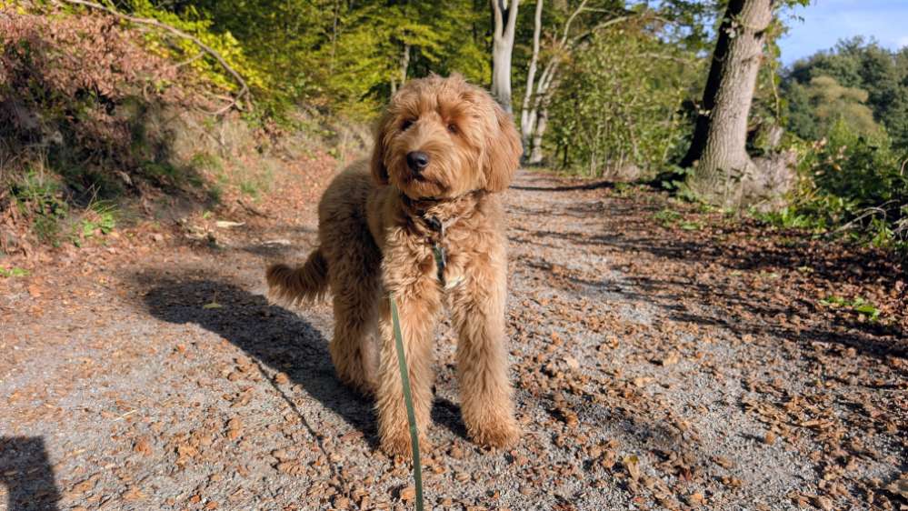 Hundetreffen-Junghündin aus Hattingen-Profilbild