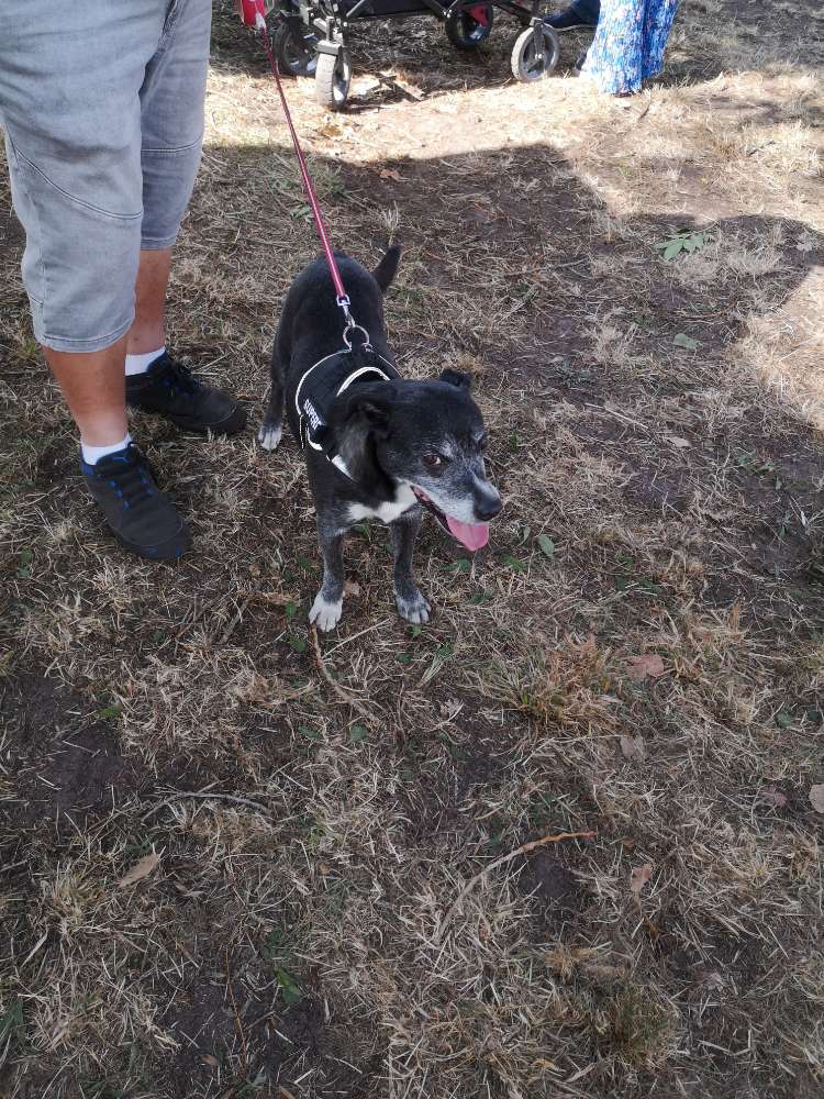 Hundetreffen-Wir suchen freundliche Spielkameraden für unseren 10 jährigen Mischling Bert.-Profilbild