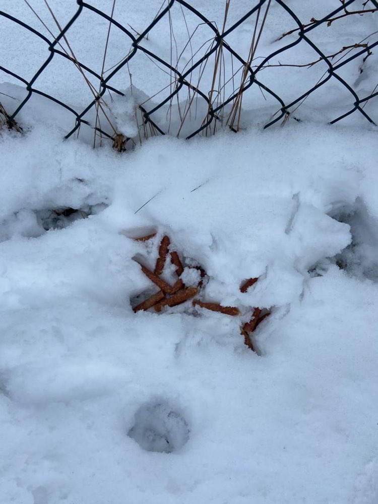 Giftköder-Mögliche Giftköder gefunden-Profilbild