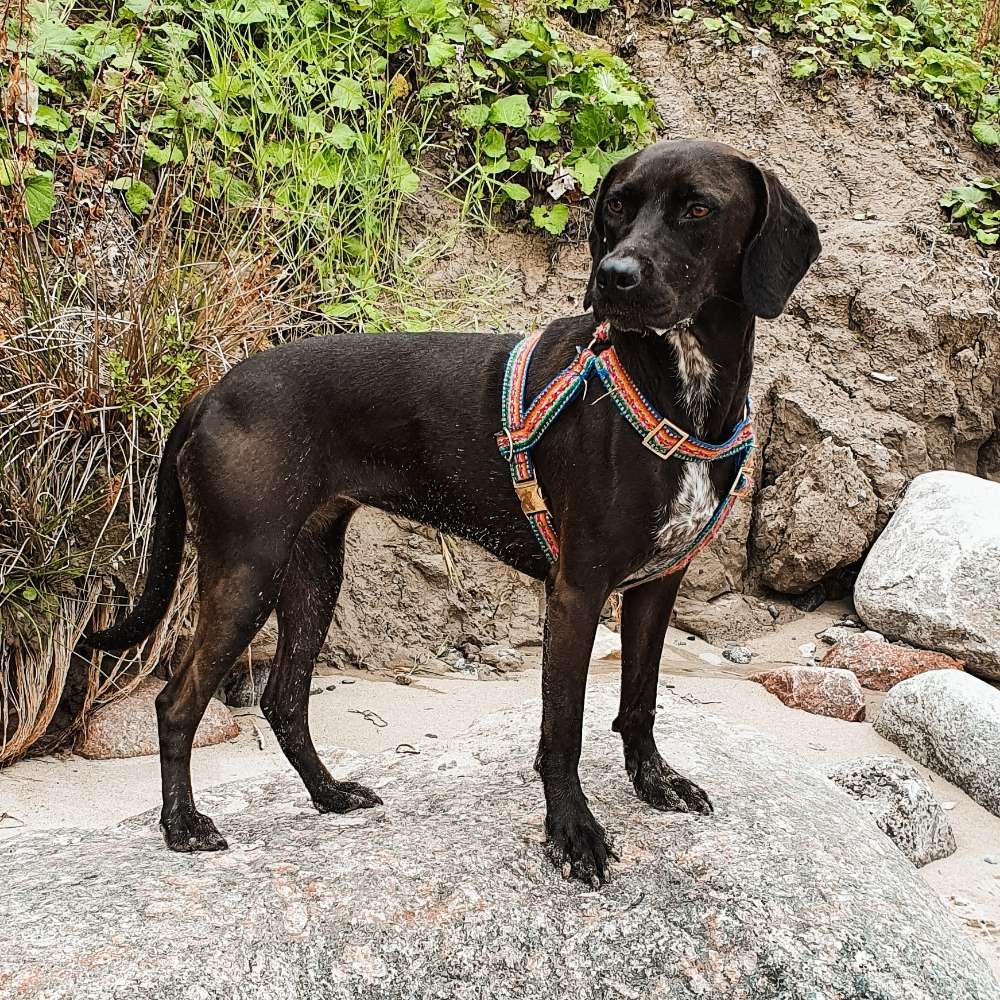 Hundetreffen-Treffen mit Hundeauslauf-Profilbild