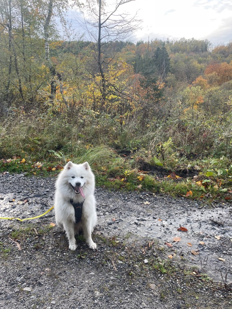 Hundetreffen-Souveräner Spielgefährte gesucht-Profilbild
