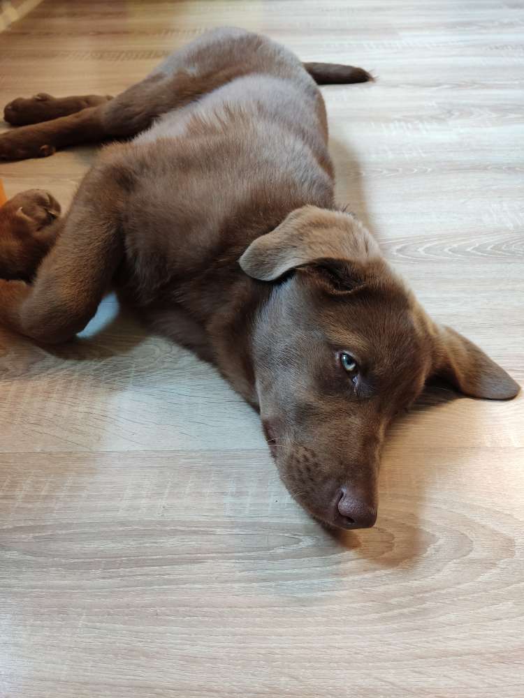 Hundetreffen-Gassirunde in Oppach-Profilbild