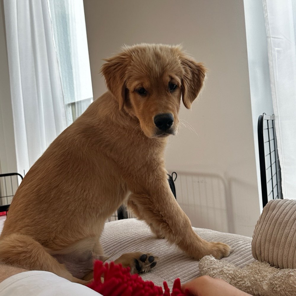 Hundetreffen-Welpenspiel und -gassirunde-Profilbild