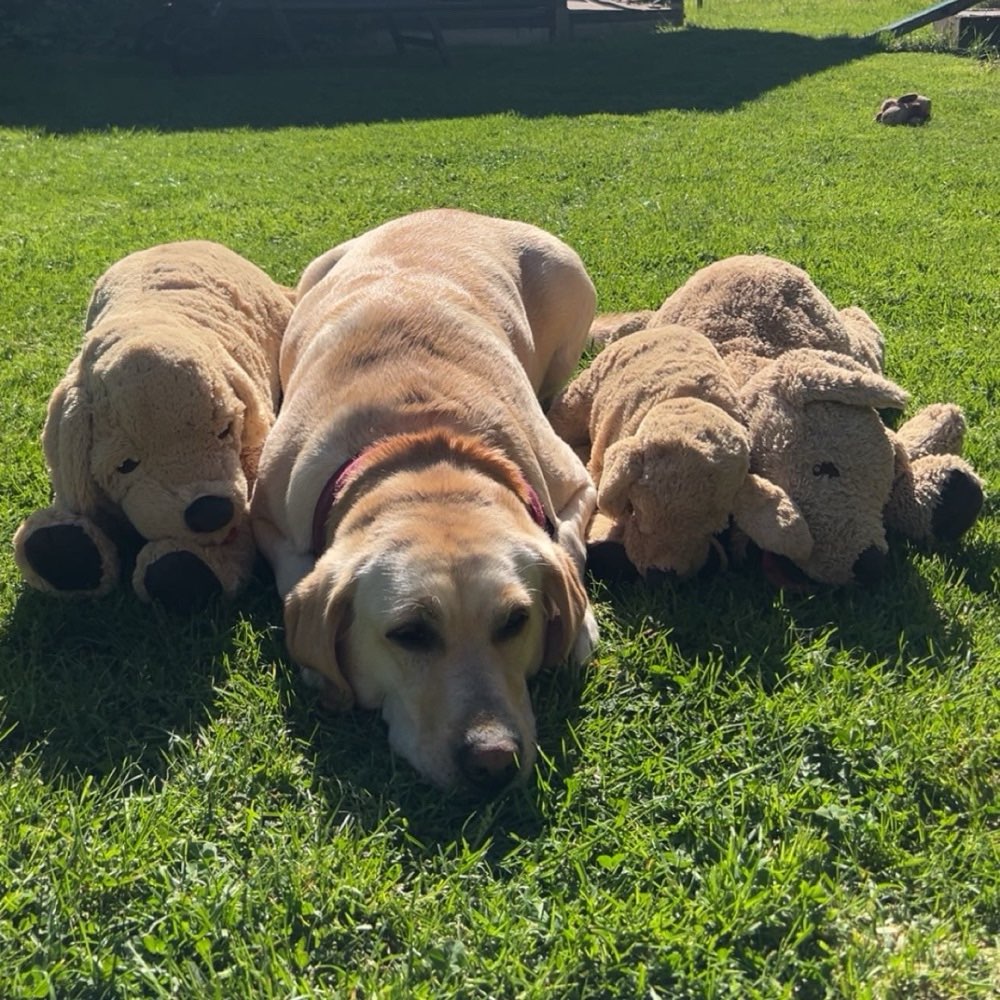 Hundetreffen-Hundetreffen 🐶-Profilbild