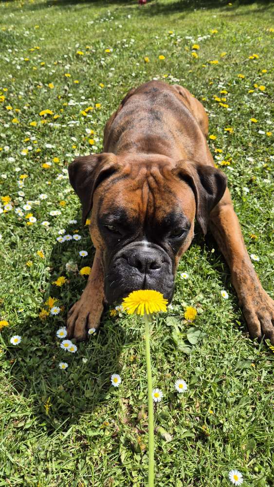 Hundetreffen-Spiel & Spaß ✨️-Profilbild
