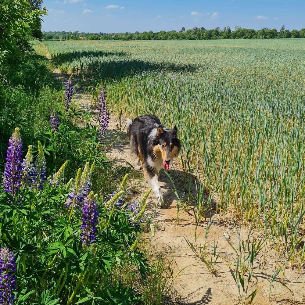 Hundetreffen-Souveräner bzw. entspannter Hund/Hündin für Treffen/Spaziergänge gesucht-Profilbild