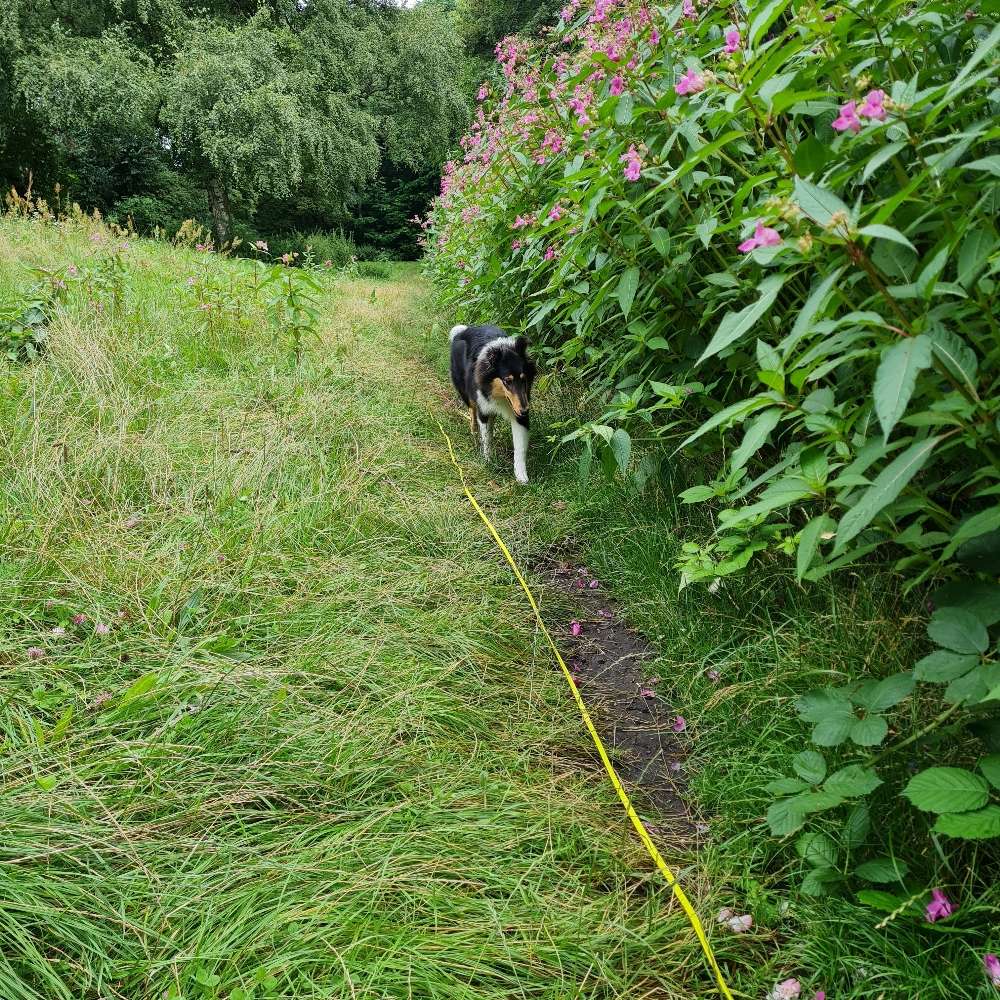 Hundetreffen-Souveräner Hund/Hündin für Treffen/Spaziergänge gesucht-Profilbild