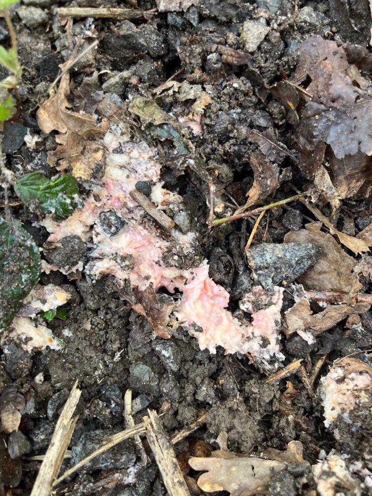 Giftköder-Giftköder-Profilbild