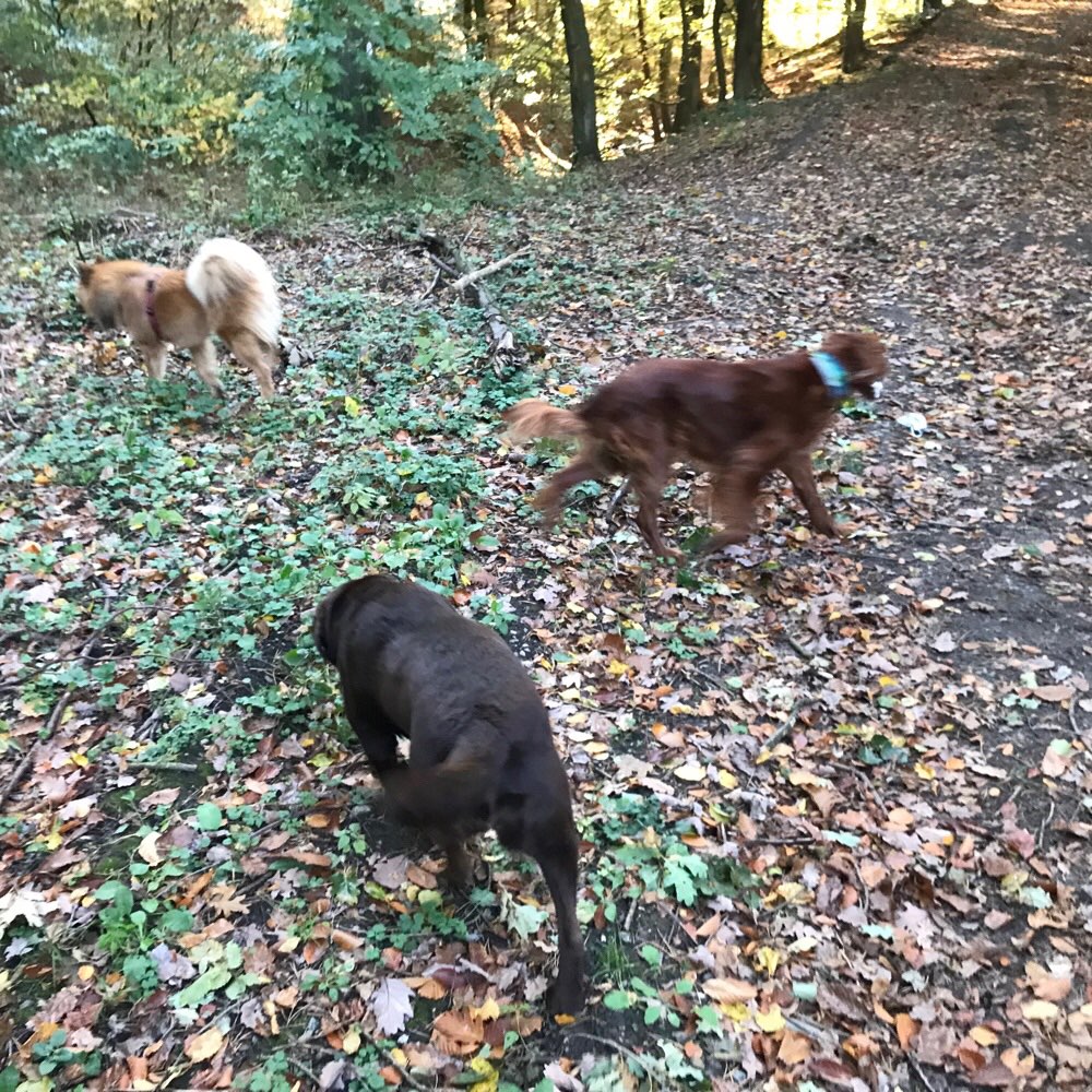 Hundetreffen-Wanderung Iberg bei Wildemann Harz-Profilbild