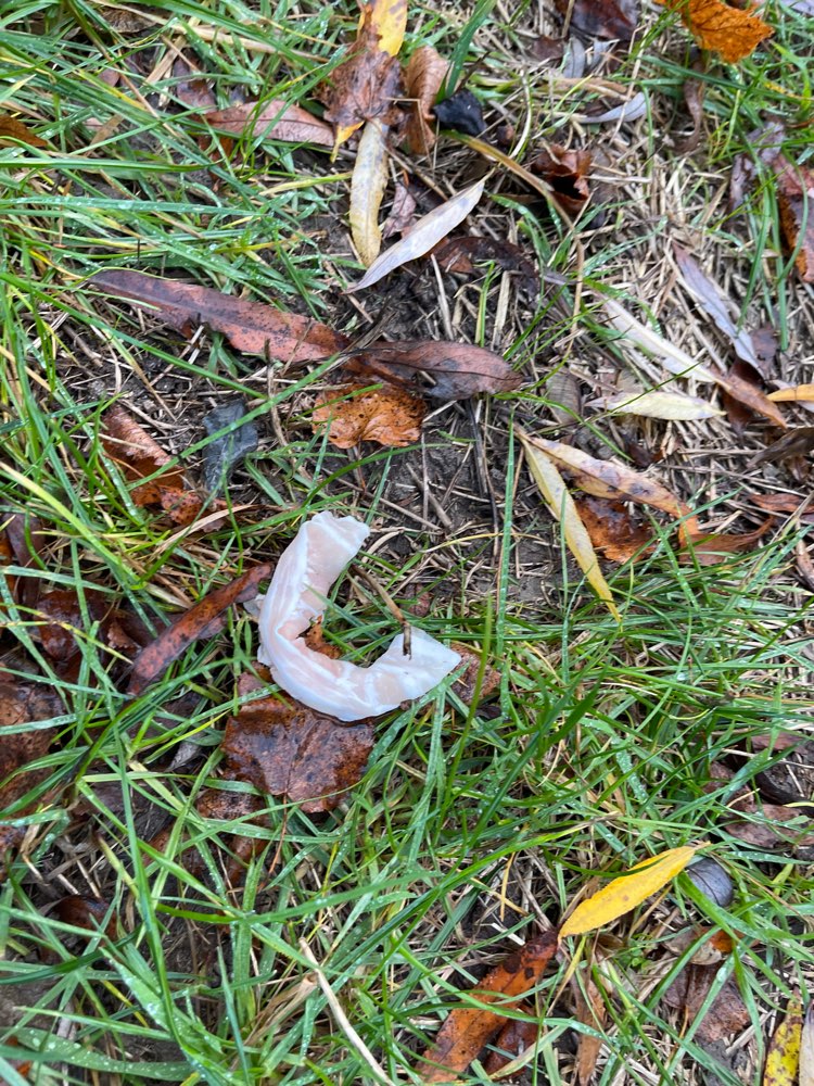 Giftköder-Schinken/Eventuell Giftköder-Profilbild