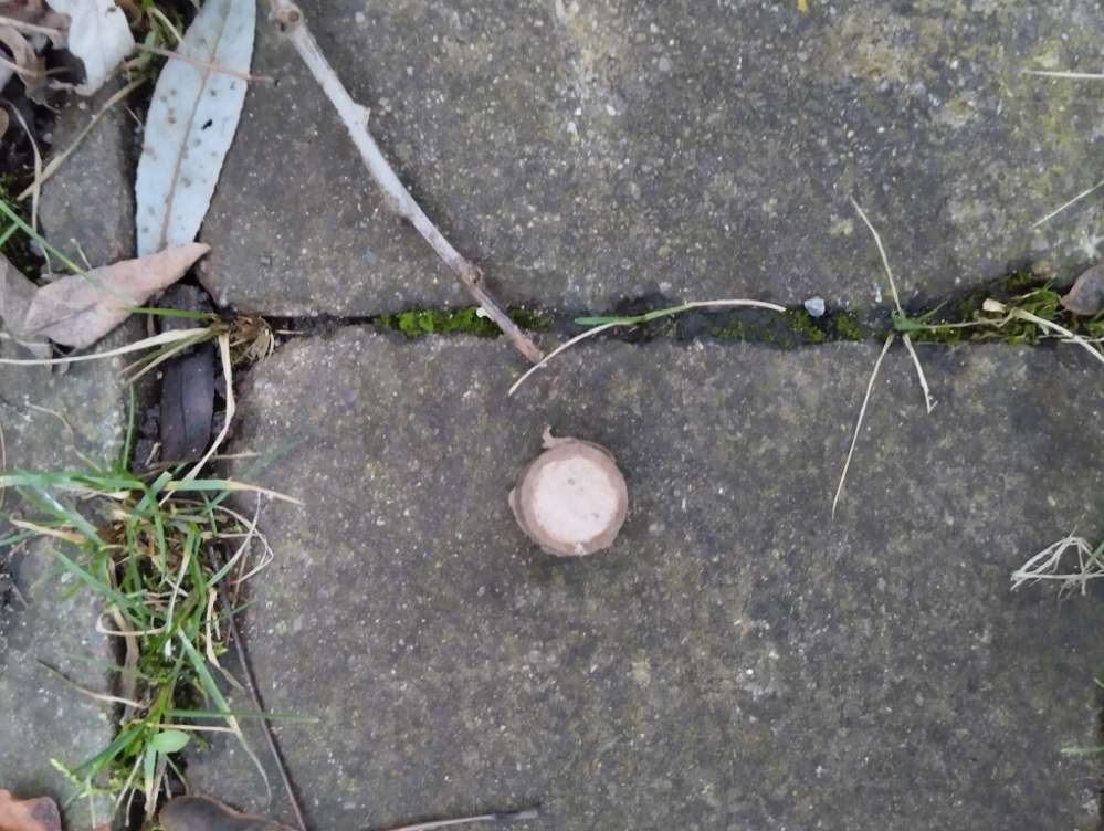 Giftköder-Evtll. Gitfköder-Profilbild