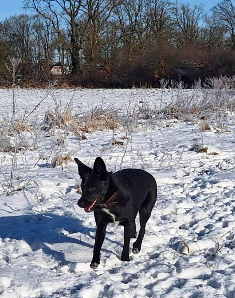 Hundetreffen-Gemeinsam Gassi mit Spiel und Training-Profilbild