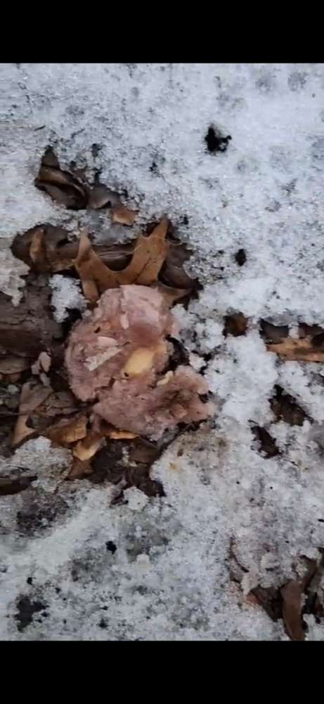 Giftköder-Wahrscheinliche Giftköder-Profilbild