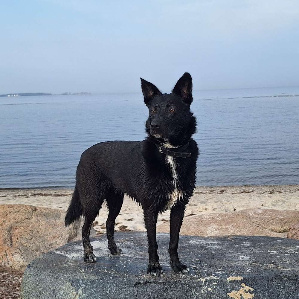 Hundetreffen-Gemeinsam Gassi mit Spiel und Training-Profilbild