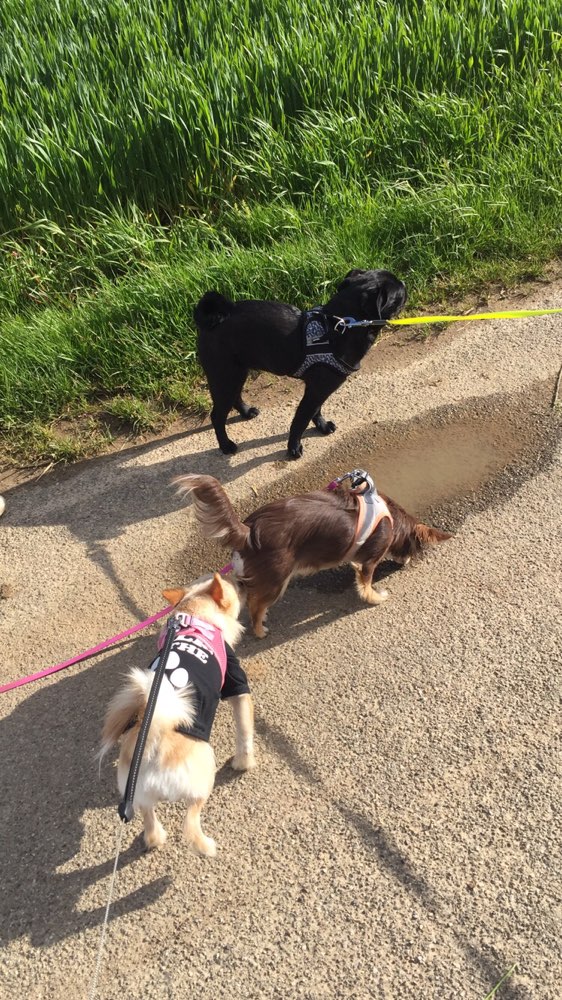 Hundetreffen-Spazierrunde-Profilbild