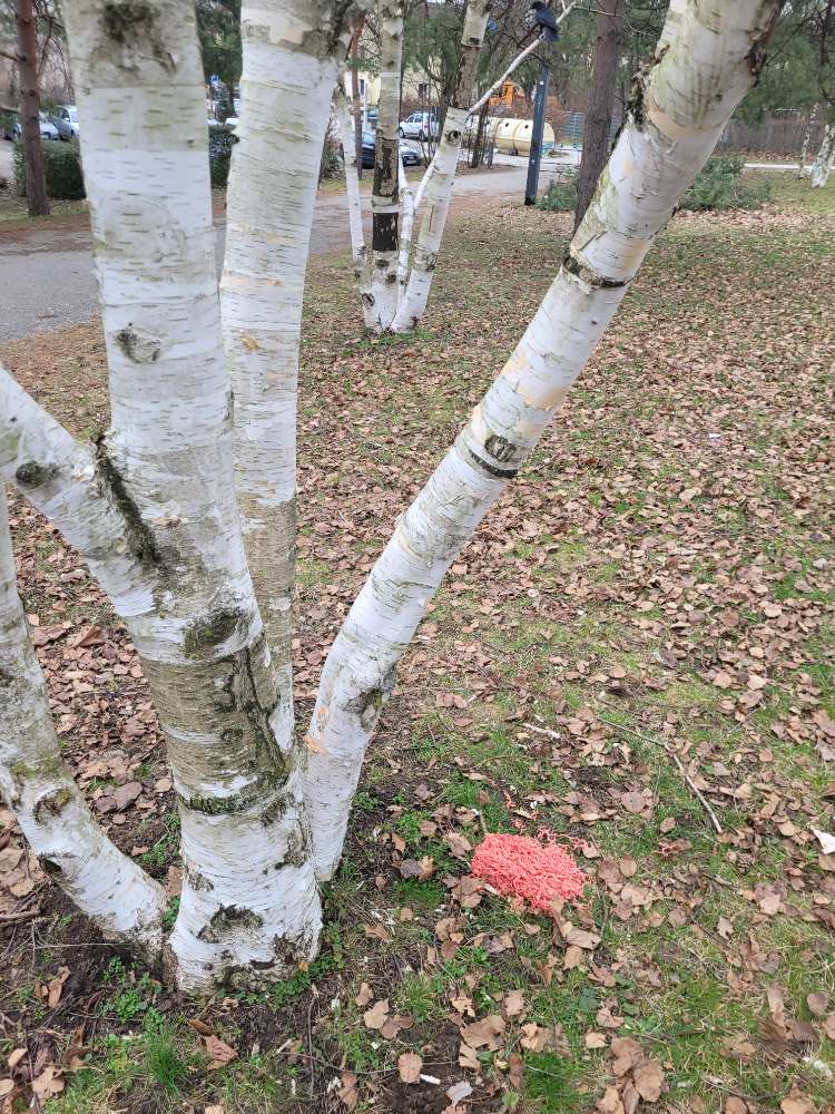 Giftköder-Hackfleisch ausgelegt-Profilbild