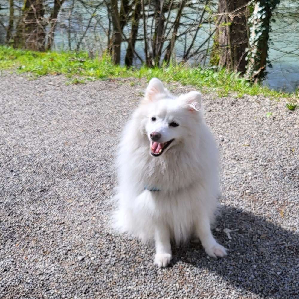 Hundetreffen-Gerne einen Gassi runde-Profilbild