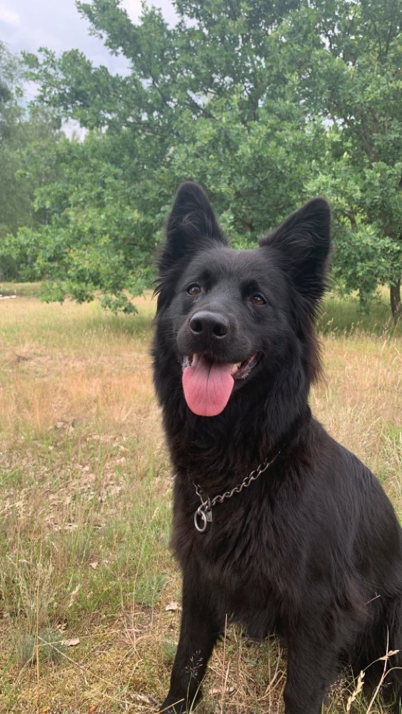 Hundetreffen-Gegenseitiges Dog-Sitting & gemeinsame Ausflüge.-Profilbild