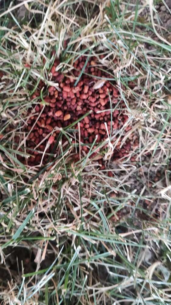 Giftköder-Giftköder-Profilbild