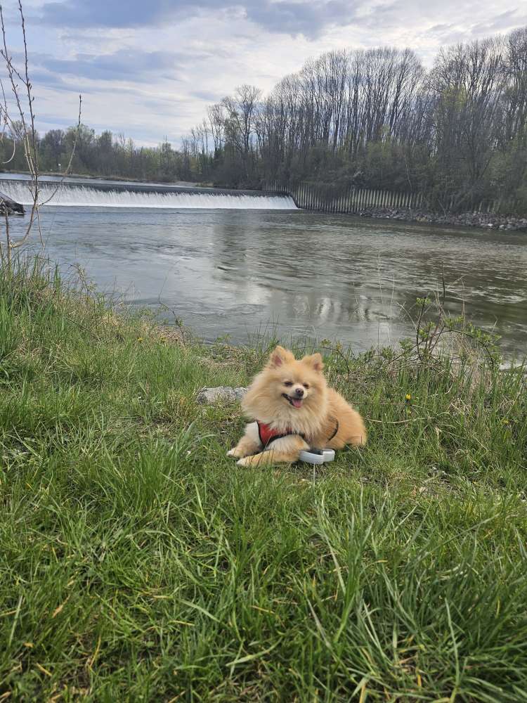 Hundetreffen-Hundetreff,spielrunde,gassirunde,-Profilbild
