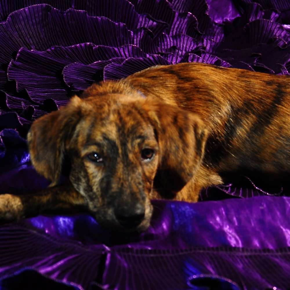 Hundetreffen-Soziale  Kontakte-Profilbild