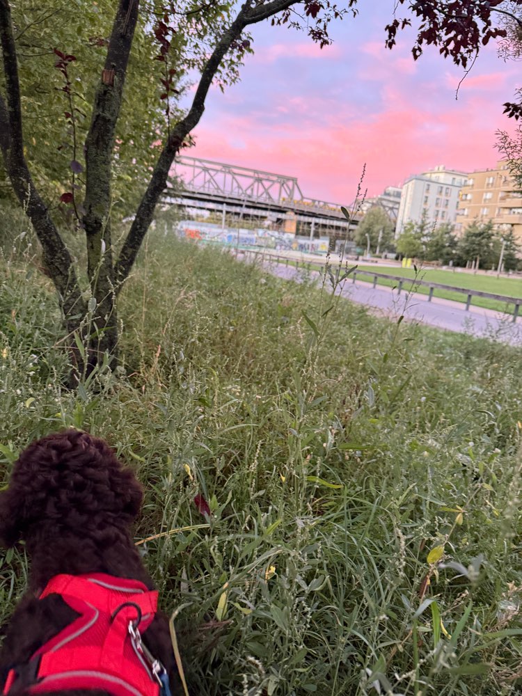 Hundetreffen-Junghunde im Gleisdreieckpark-Profilbild