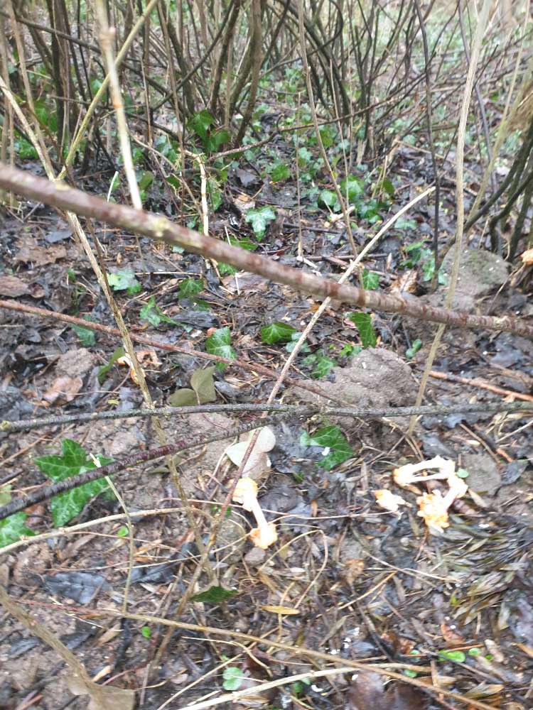 Giftköder-Hähnchenknochen verteilt-Profilbild