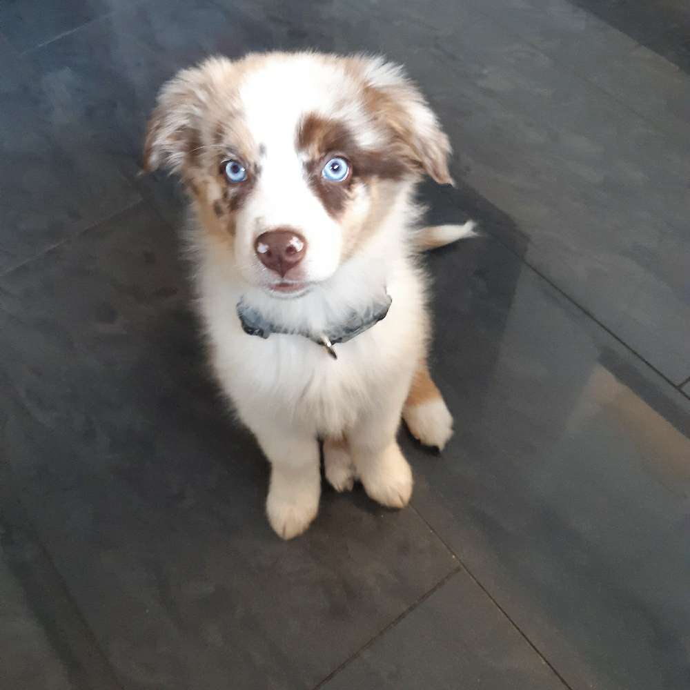 Hundetreffen-Treffen in SZ lebenstedt-Profilbild